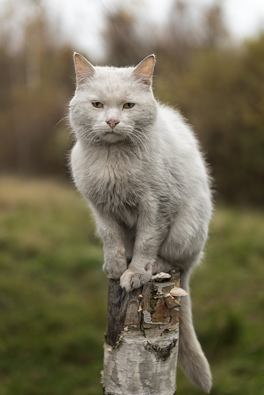 Кот осенний - Владимир Горубин