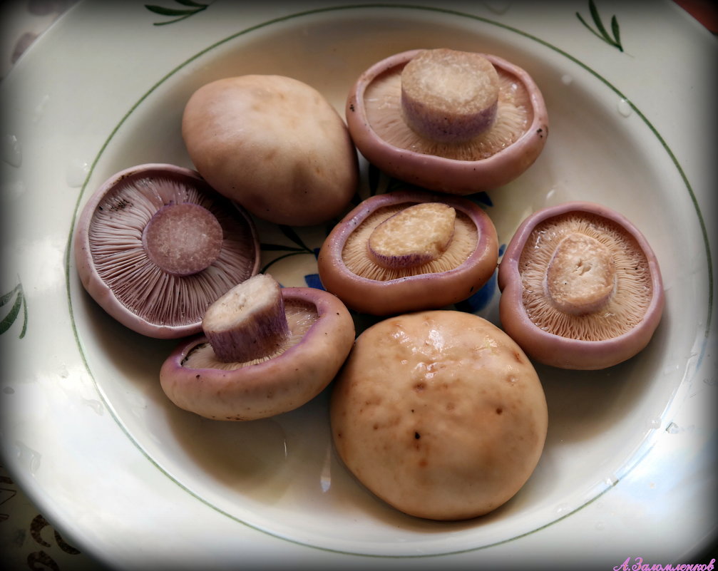 Рядовка фиолетовая - отличный гриб для засолки и маринования - Андрей Заломленков