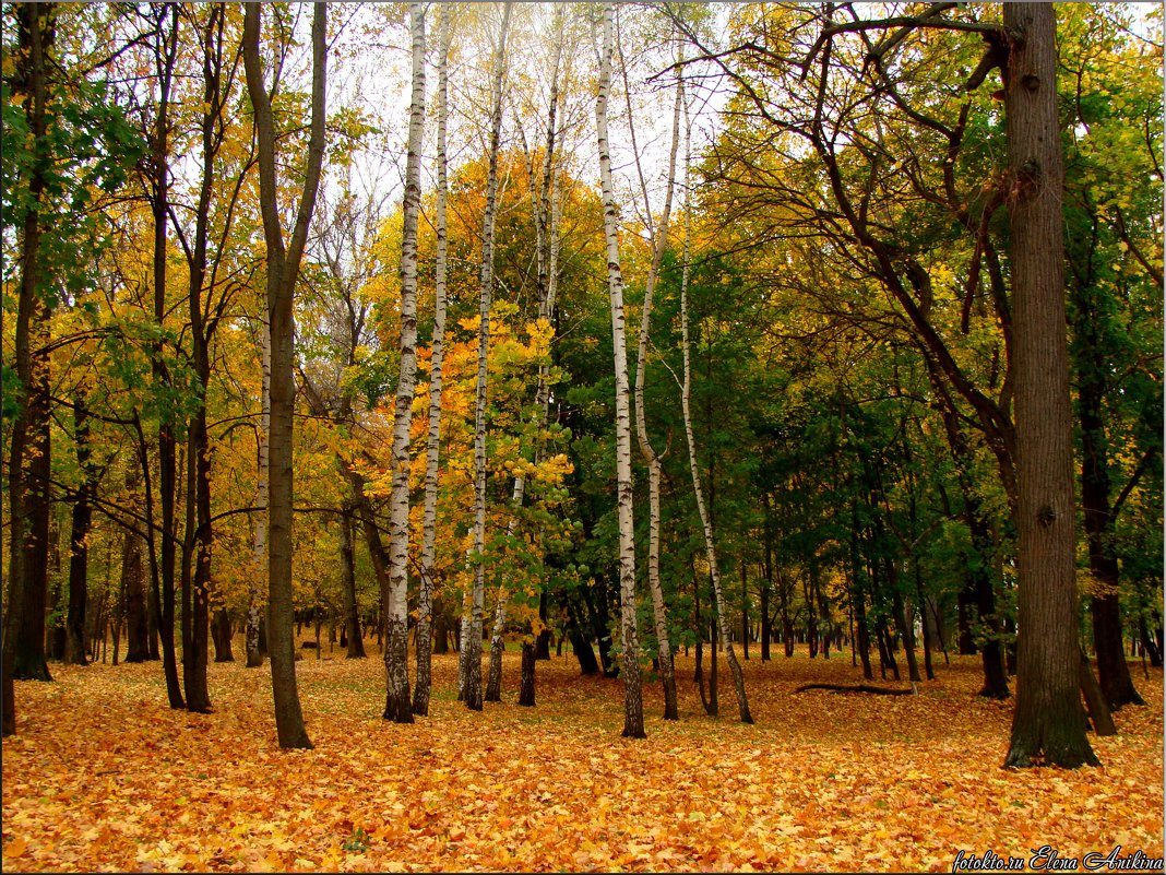 Осенний парк - °•●Елена●•° ♀