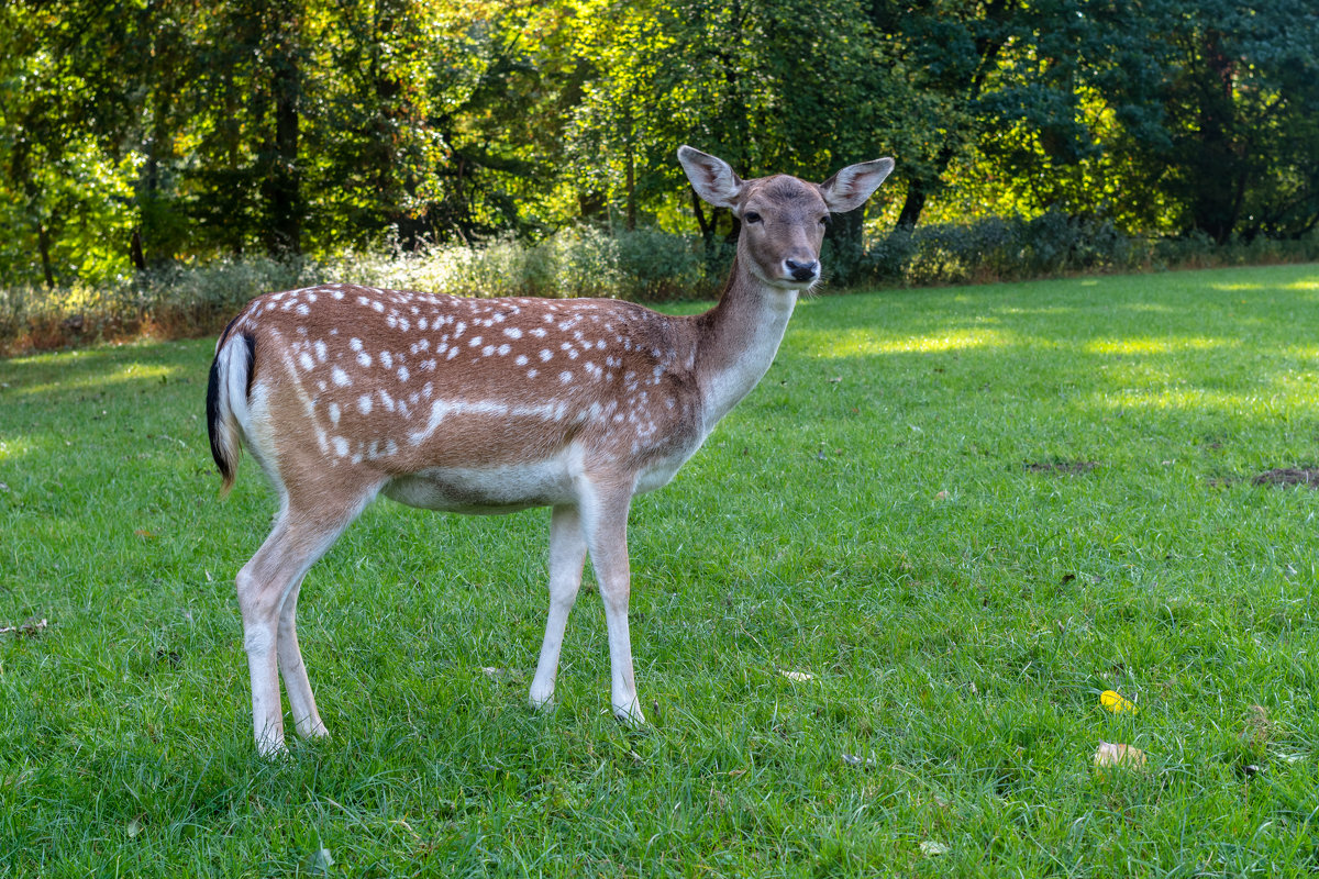 Wildpark, Düsseldorf - Witalij Loewin