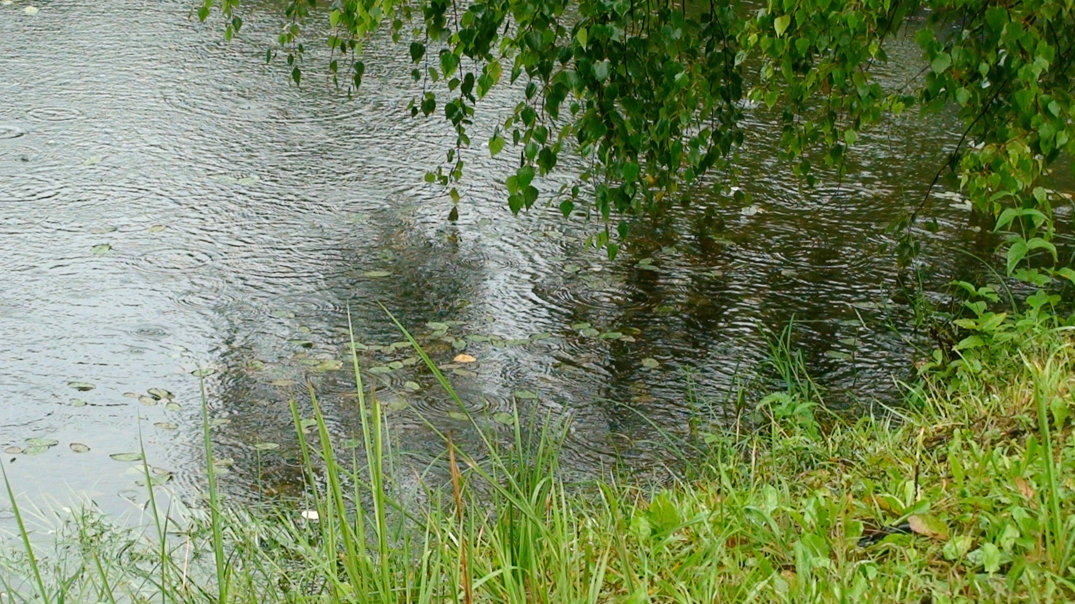 в дожде промокло озеро лесное - elena manas