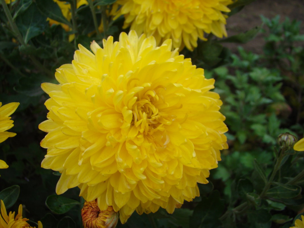Желтая хризантема - марина ковшова 