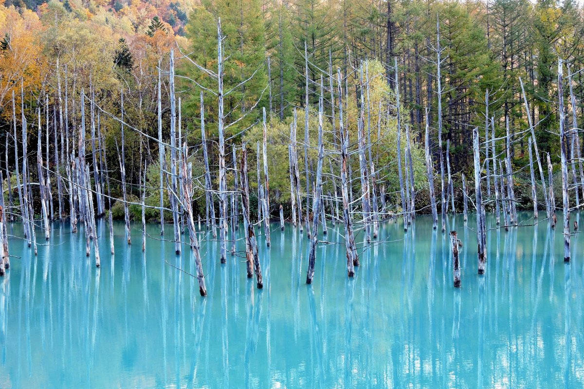 Япония. Хоккайдо, Голубой пруд Биэй (Blue Pond Biei) - Tatiana Belyatskaya