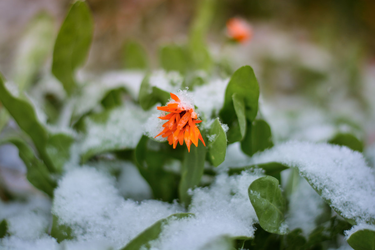 Цветок и первый снег - Юрий Фёдоров