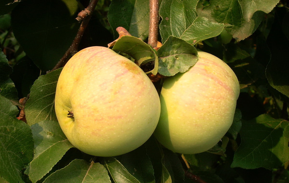 Яблоки - татьяна 