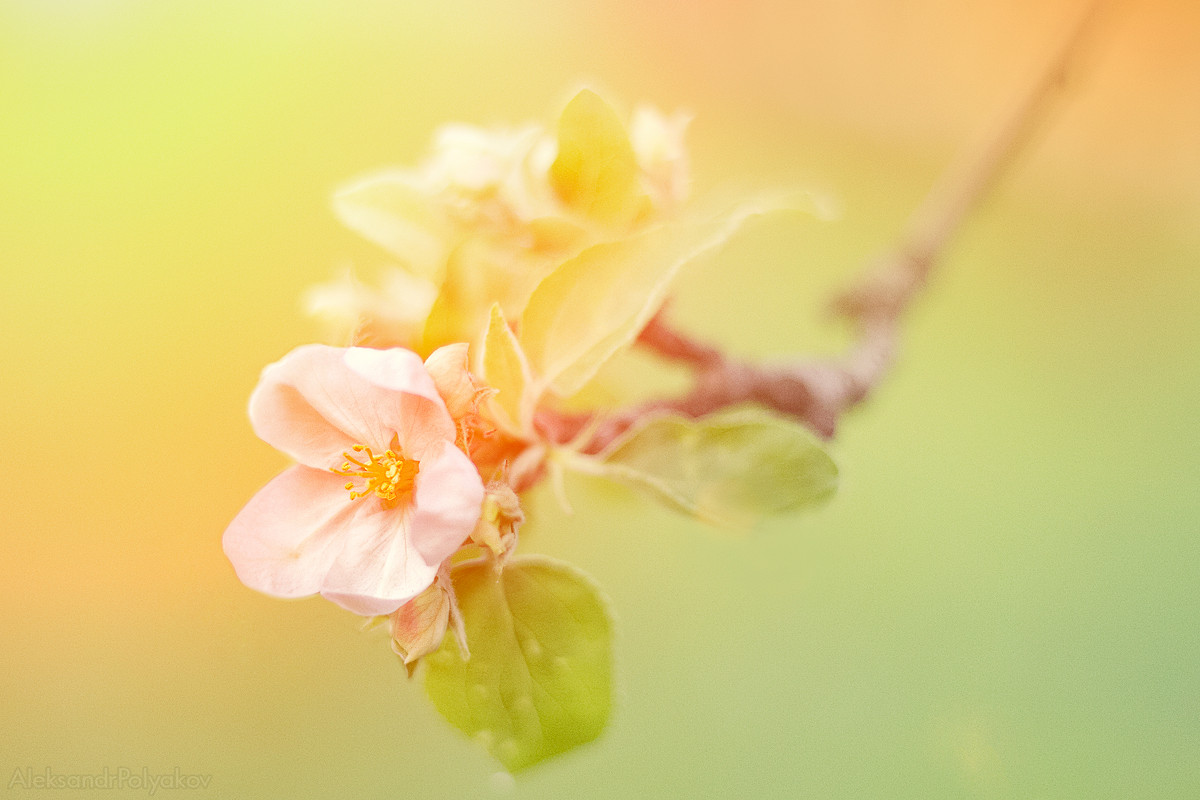 Яблони в цвету - Александр Поляков
