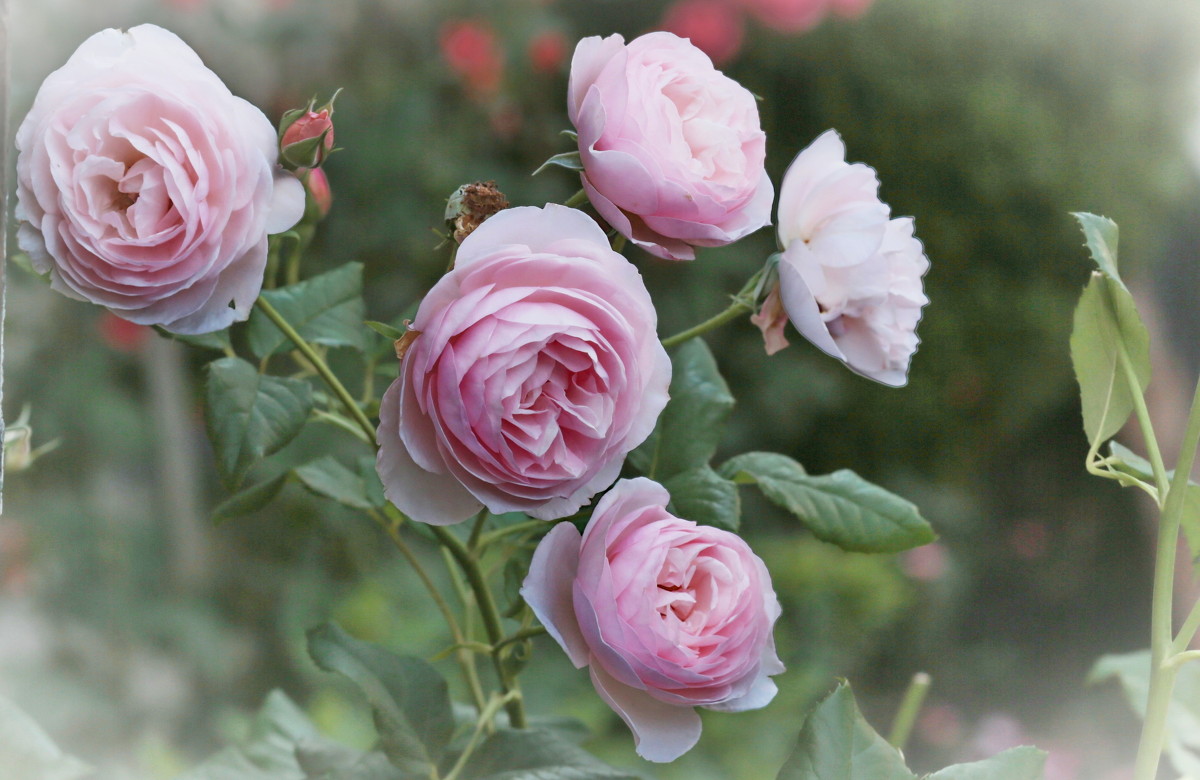 Розовые розы - Galina Kazakova