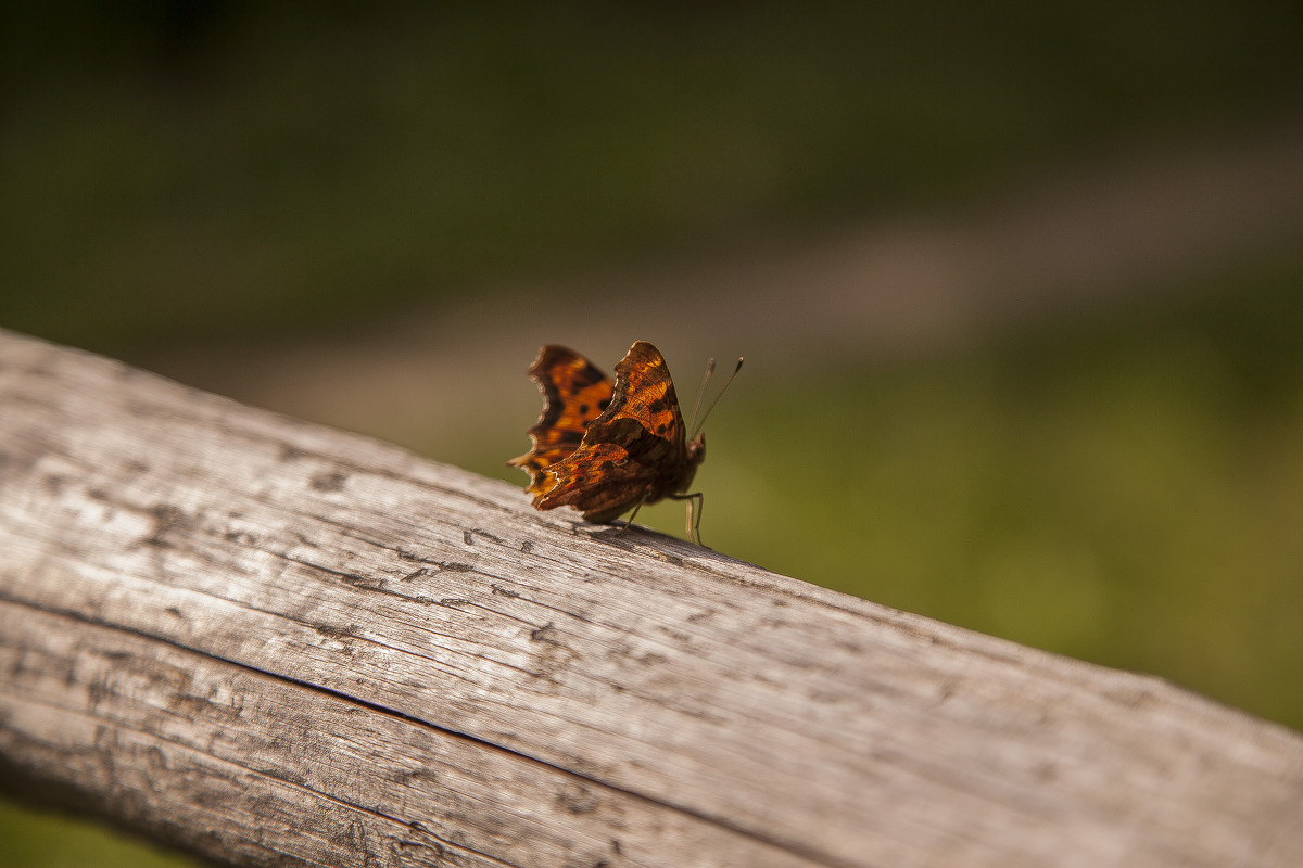 butterfly - Maryan Kurnat