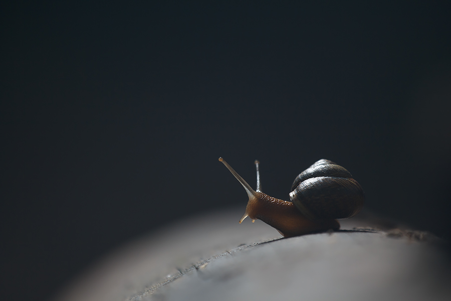 Snail! - Паша Иванов