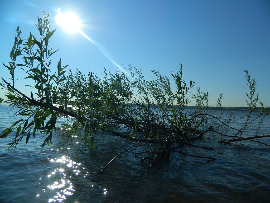 Водяное дерево - Елена Сычева