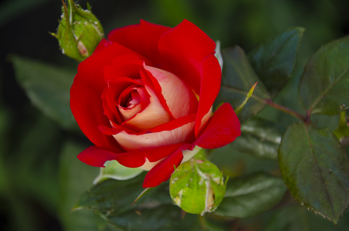 Красно-белая роза - Андрей Богданов