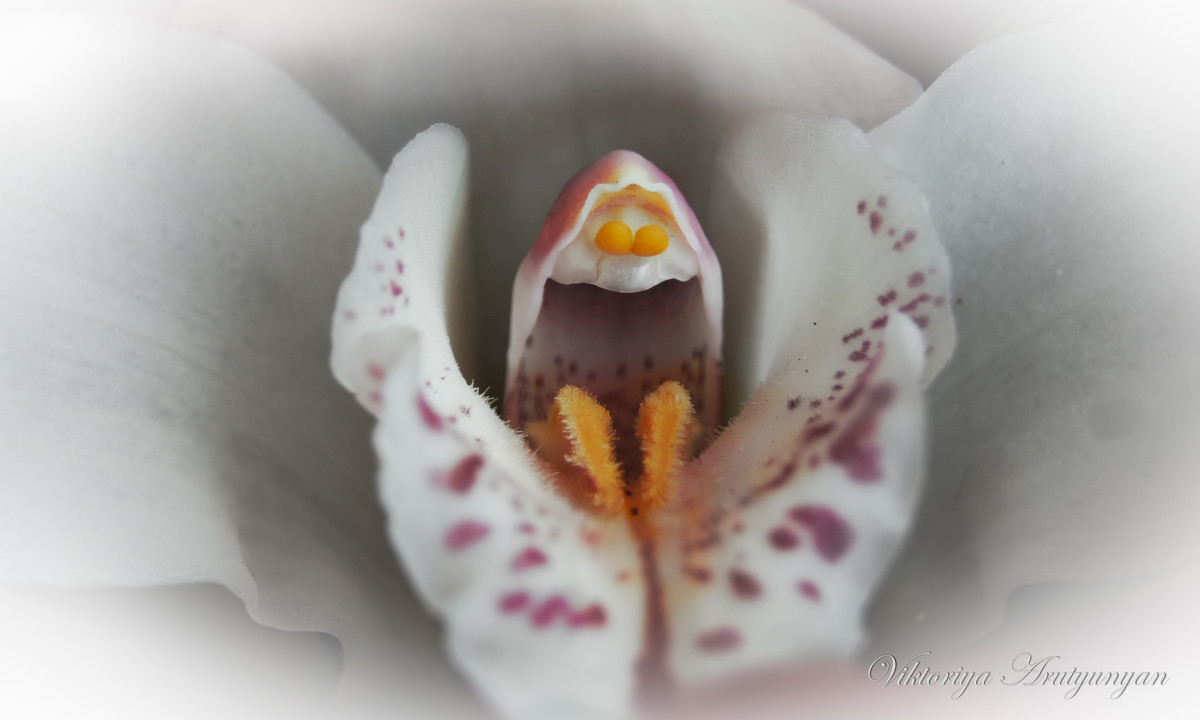 Орхидея - 2903 nika