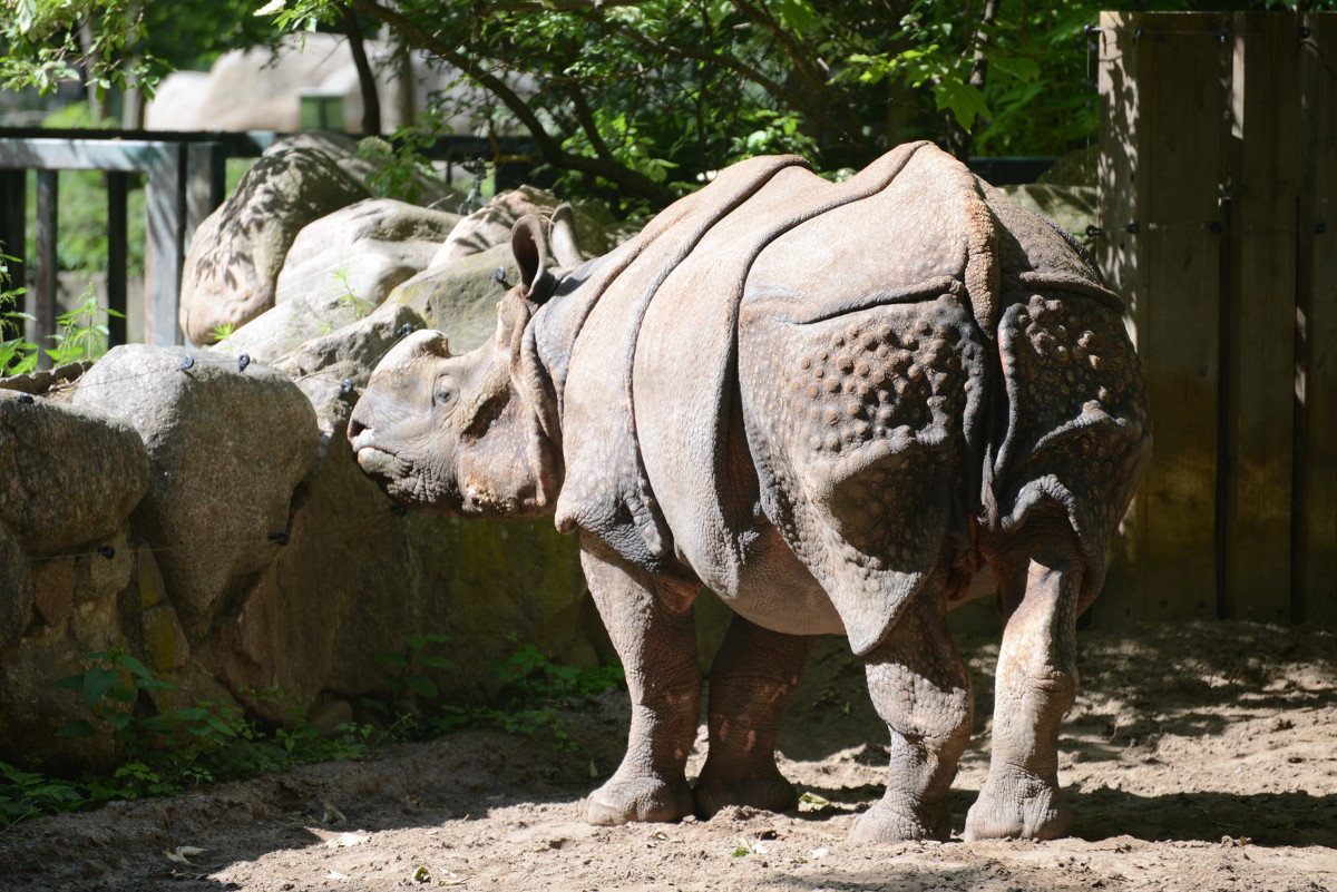 zoo Berlin - Алексей Короткевич