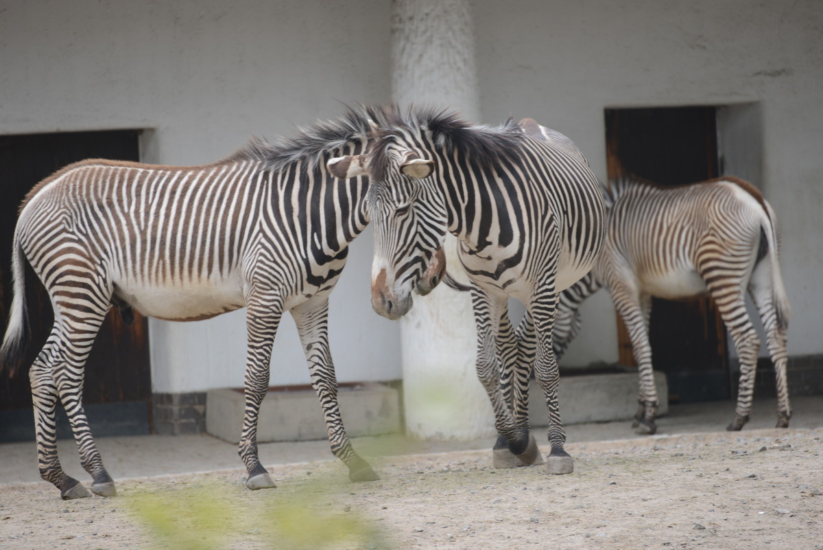 zoo Berlin - Алексей Короткевич