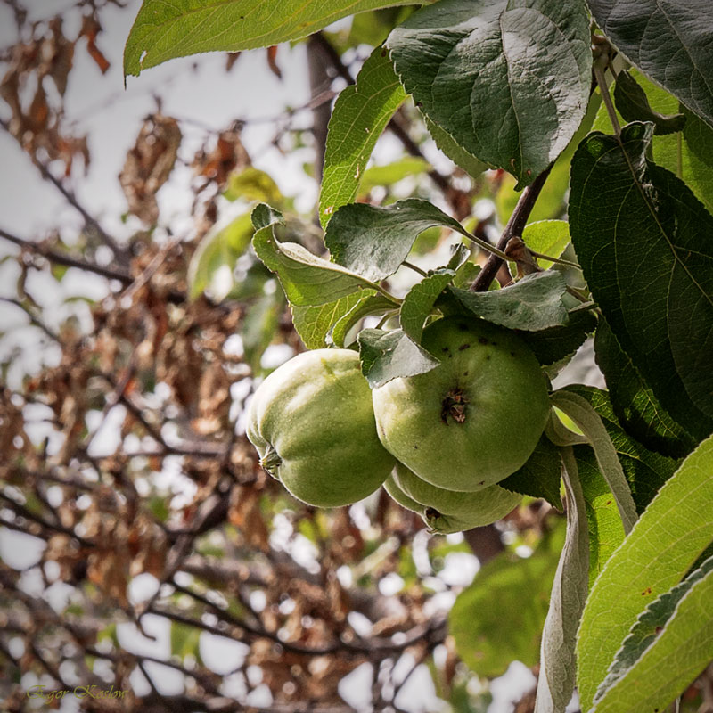 зеленые яблоки - Егор Козлов