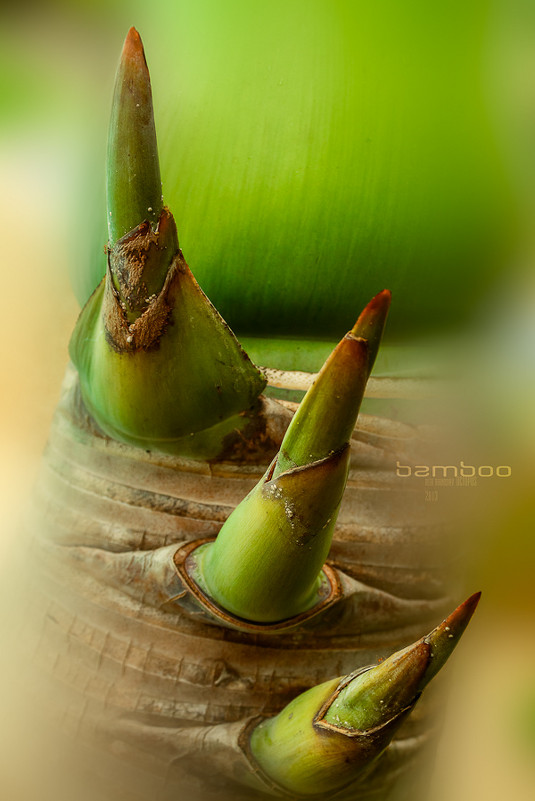 BAMBOO - алексей афанасьев