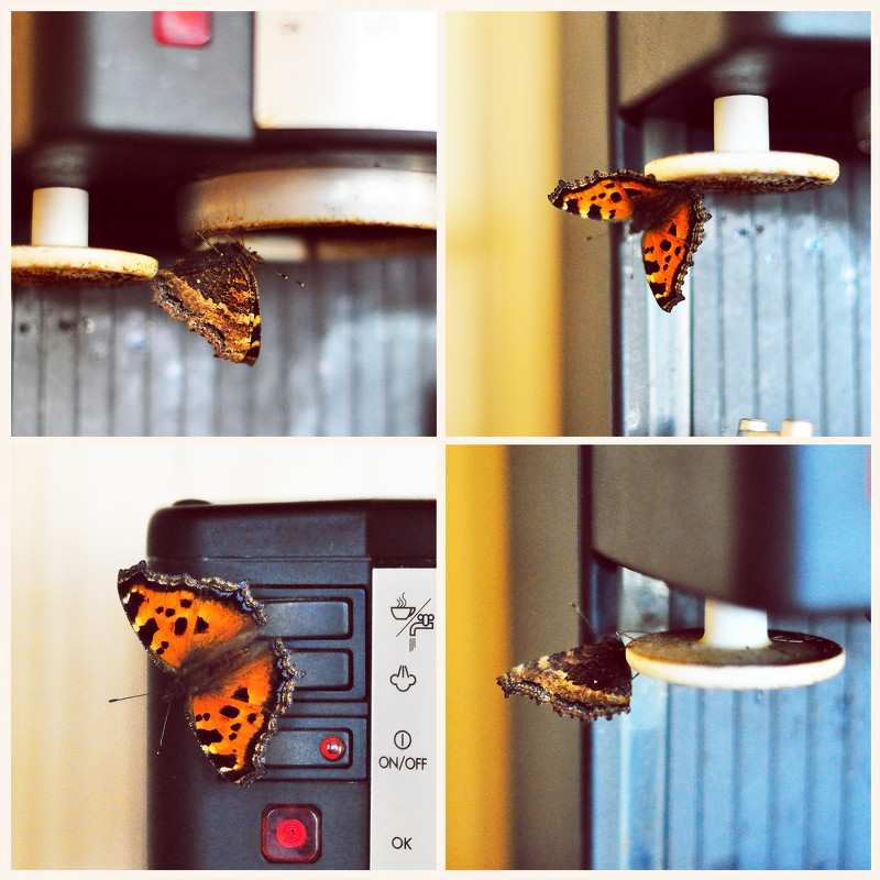 Оказывается, бабочки тоже любят кофе... ))) - Елена Мягкова