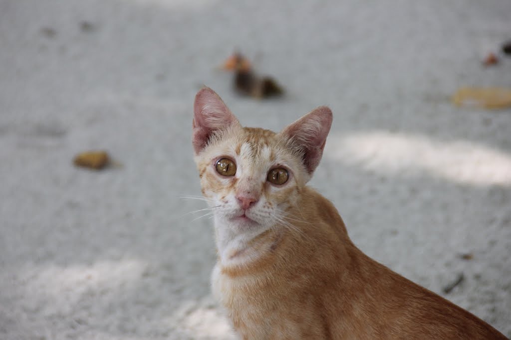 Мальдивская островная кошка - Ал Дэ