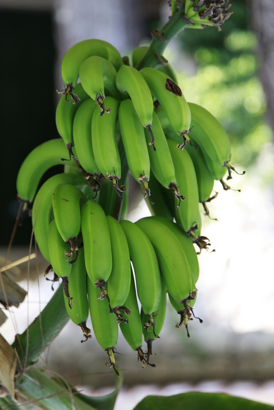 Зеленые бананы - Павел Пелевин