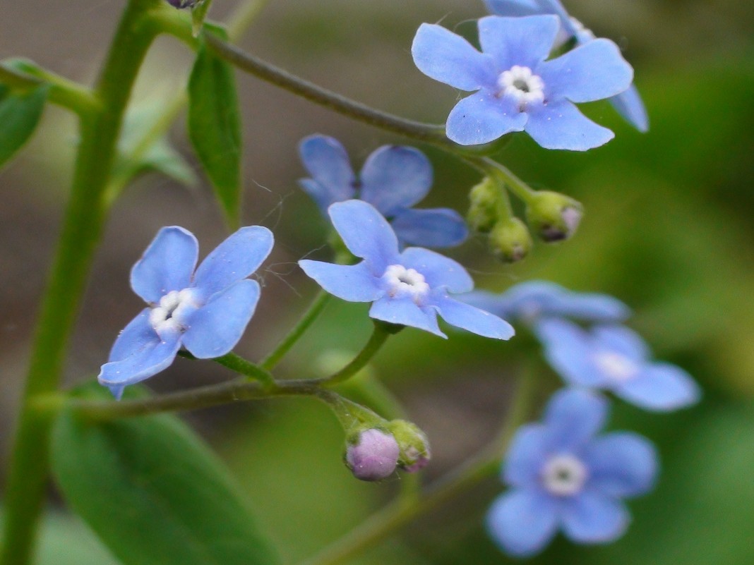 Синий цветок - Валерий Никитин