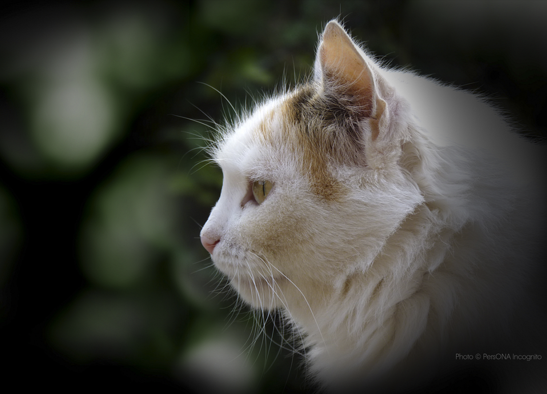 Портрет кошки - PersONA Incognito