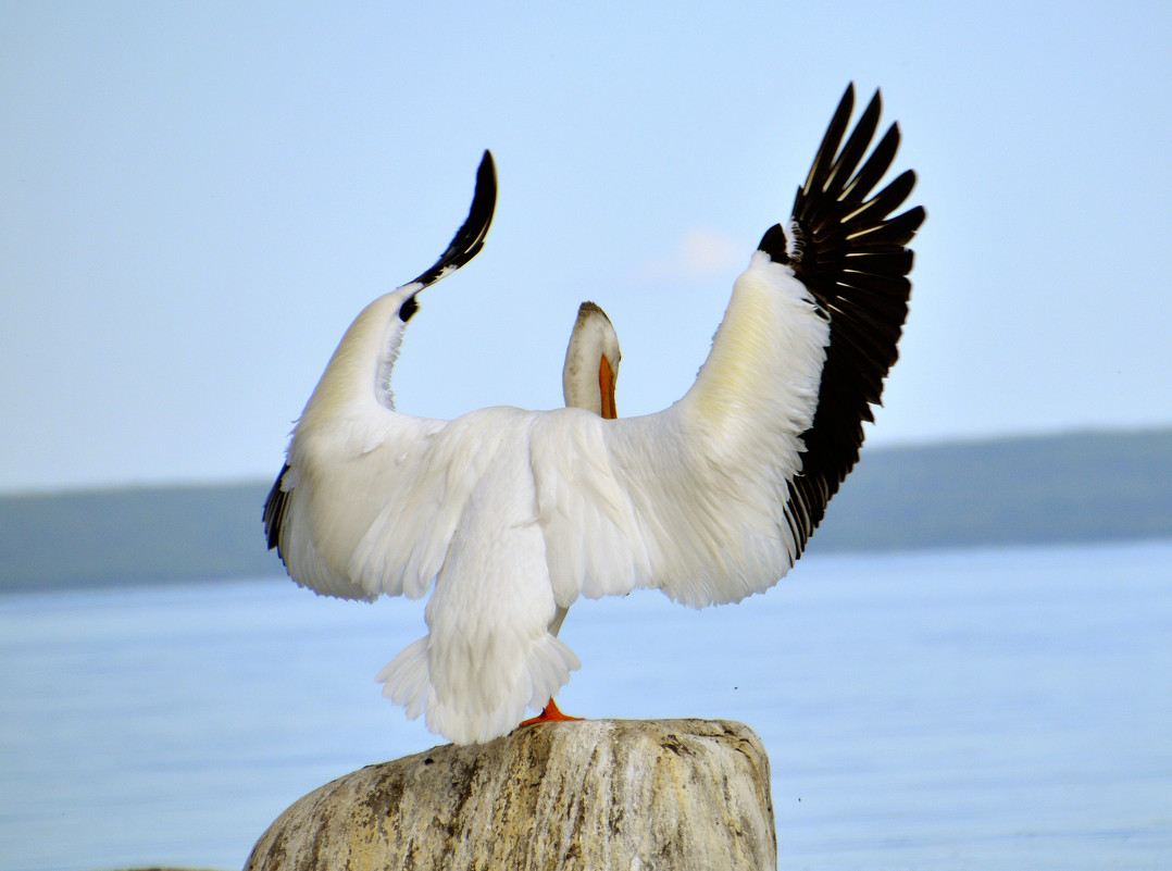 Пеликаны на &quot;Холодном озере&quot; - Сергей Бушуев