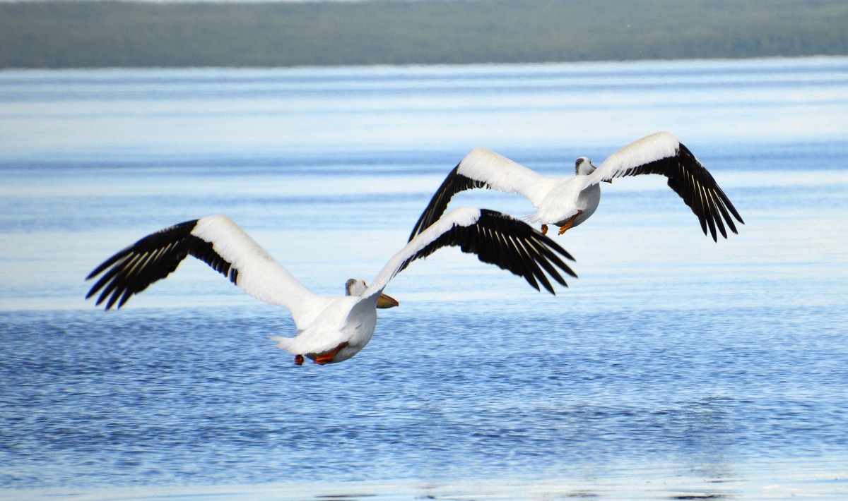 Пеликаны на &quot;Холодном озере&quot; - Сергей Бушуев