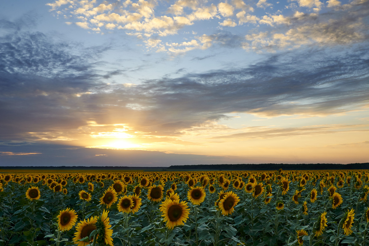 Sunflowers - Максим Терновский