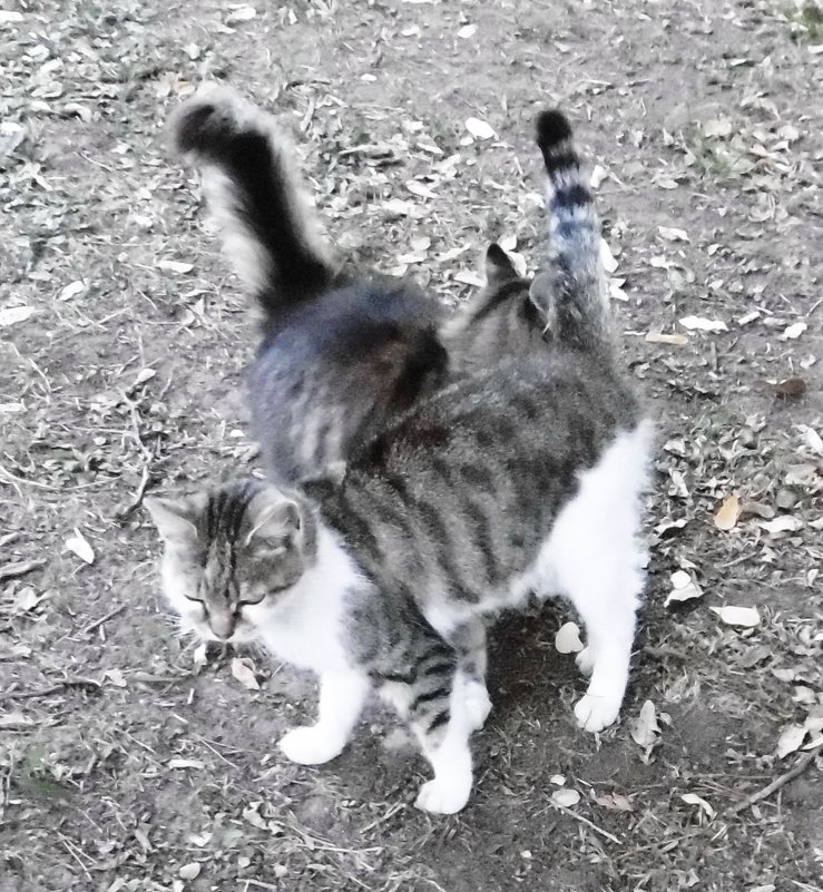 Кошки, которые гуляют сами по себе - татьяна 
