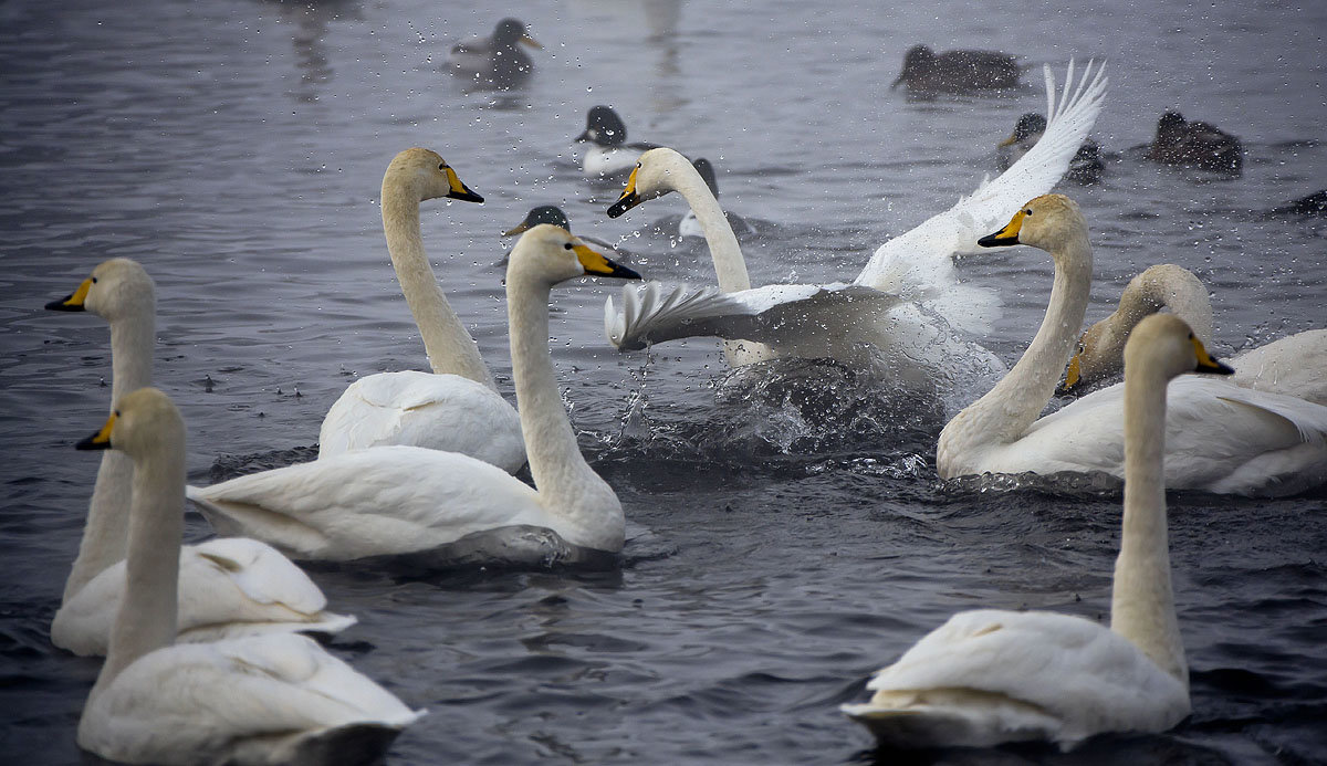 Как лебеди хороши, в водах зимнего залива 6 - Сергей Жуков
