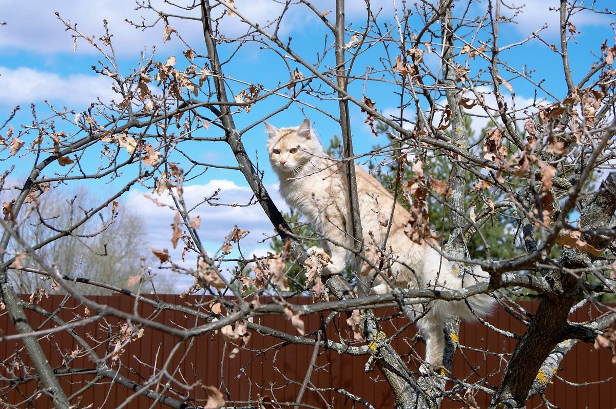 Кот наблюдает с деревца. - Новиков Игорь 