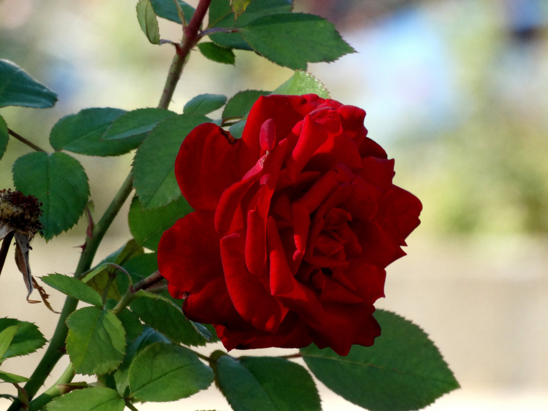 Сентябрь,розы в парке...2 - Тамара (st.tamara)