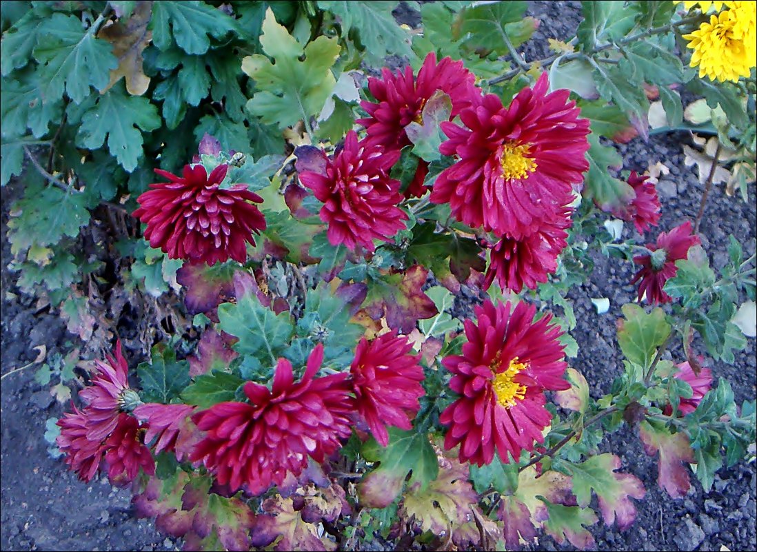Октябрьские хризантемы в нашем дворе - Нина Корешкова
