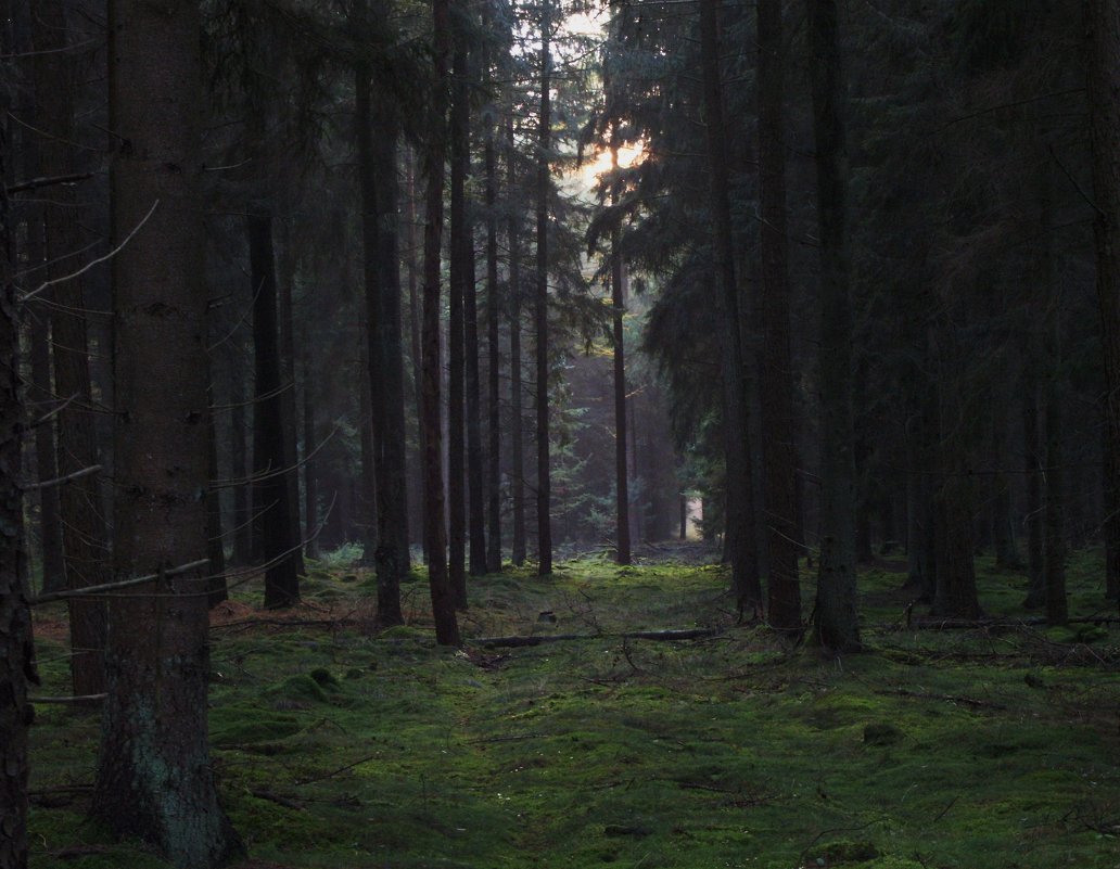 немецкий лес для сказок Братьев Гримм - Лилия Виноградова