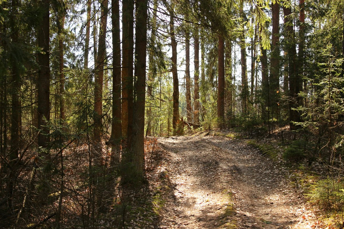 лесной дорогой - оксана 