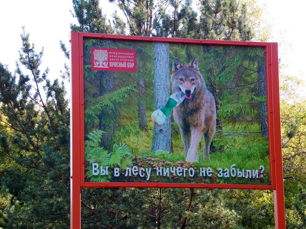 Придёт лесной  друг! - Андрей Буховецкий