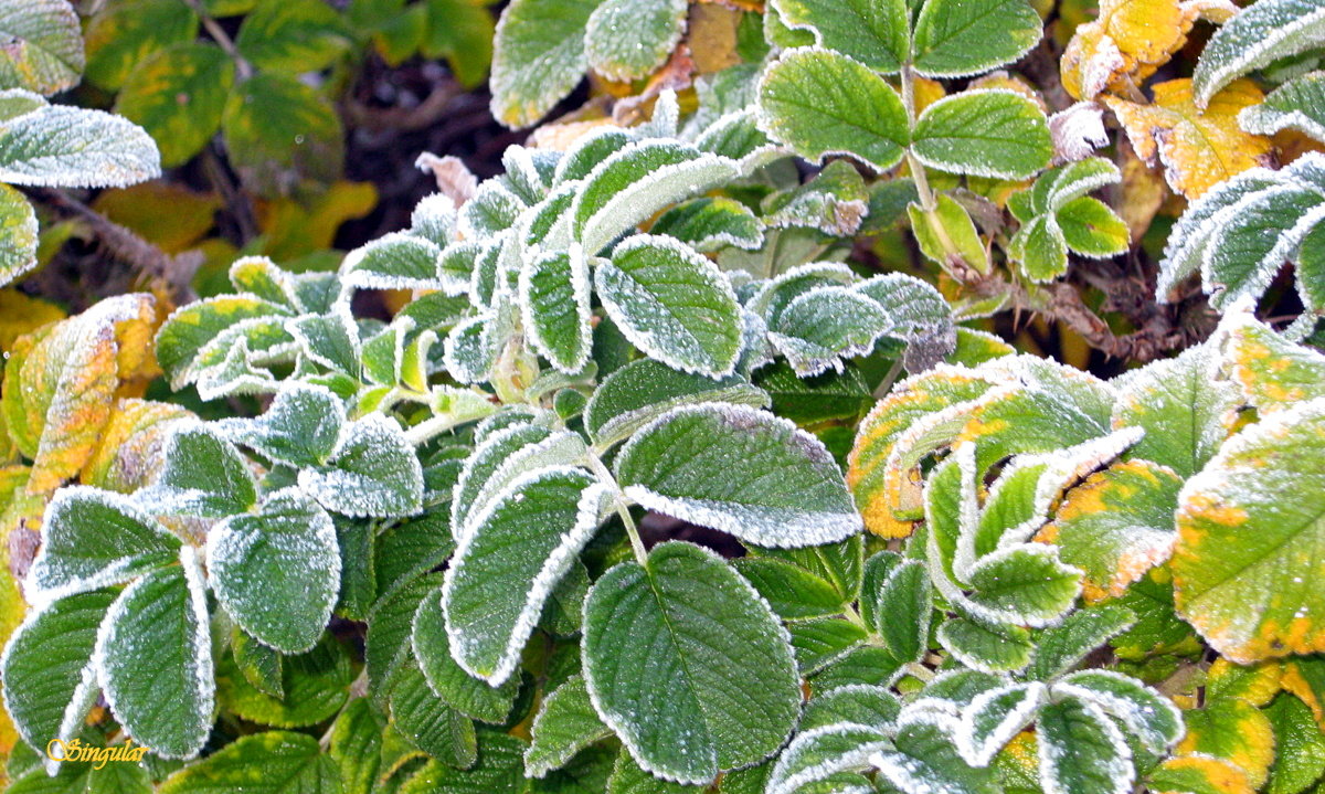 The first frost.﻿ Первый заморозок. - Tatiana Golubinskaia