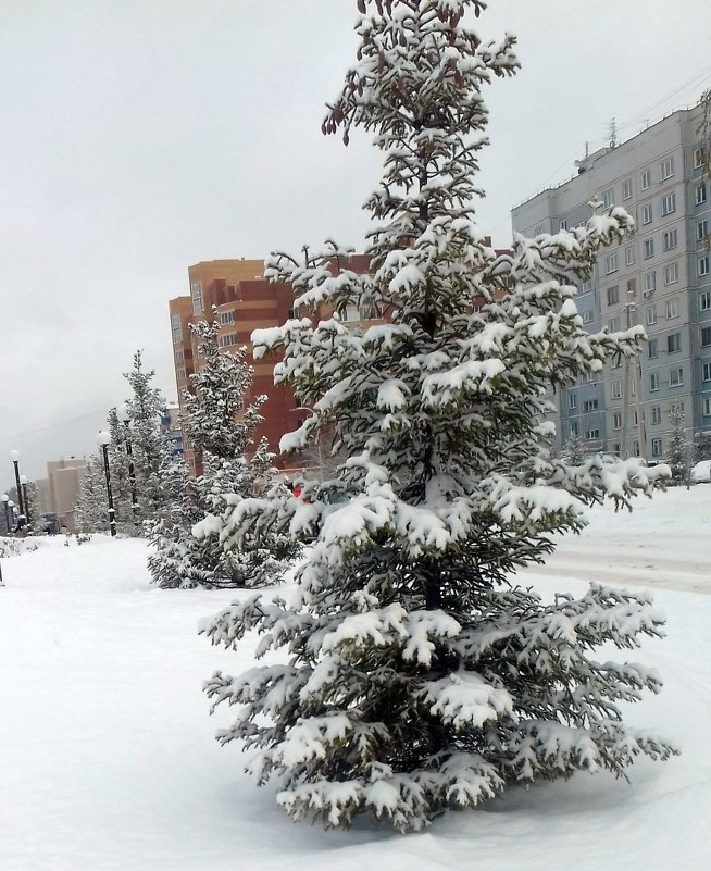 Снежные ёлки в городе . - Мила Бовкун