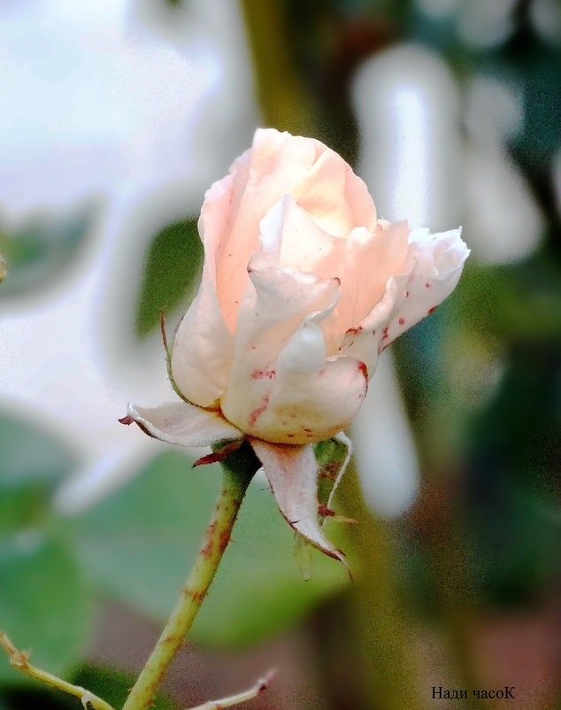Нежность(роза конца октября) - Нади часоК