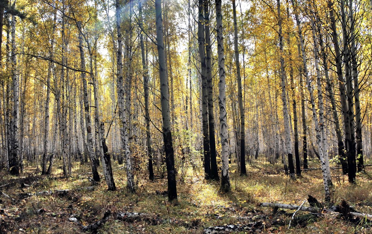 bright yellow autumn birch forest in october - valery60 