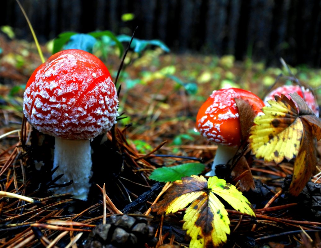 fun spotted fly agaric in the autumn forest - valery60 