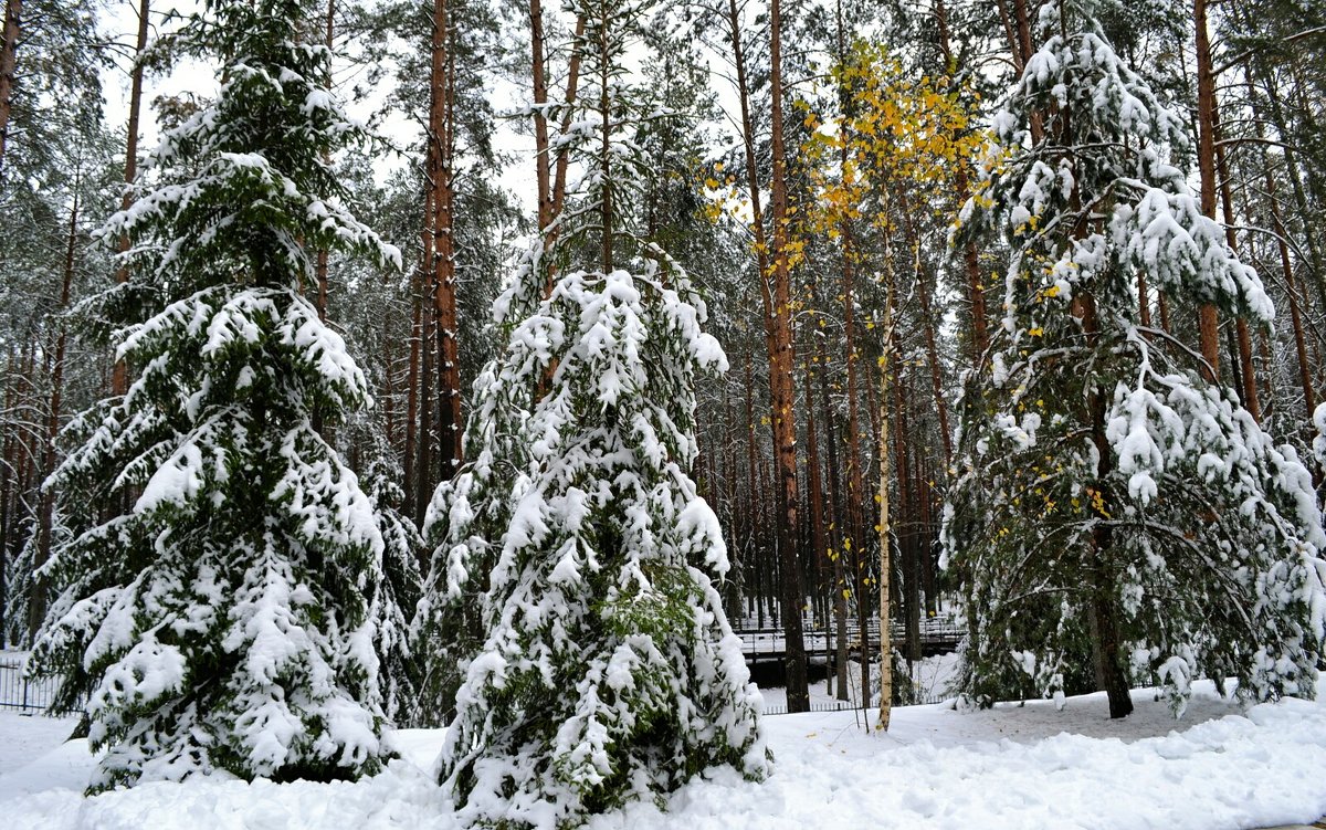 Ранняя зима в Смоленске - Милешкин Владимир Алексеевич 