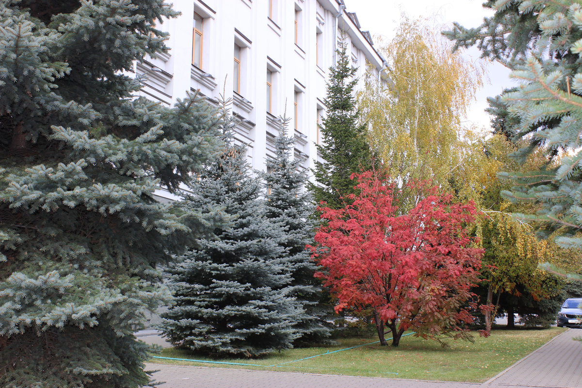 Осень в моём городе - раиса Орловская