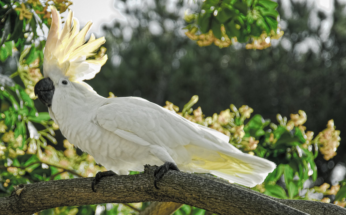 Белый попугай - Alexander Dementev