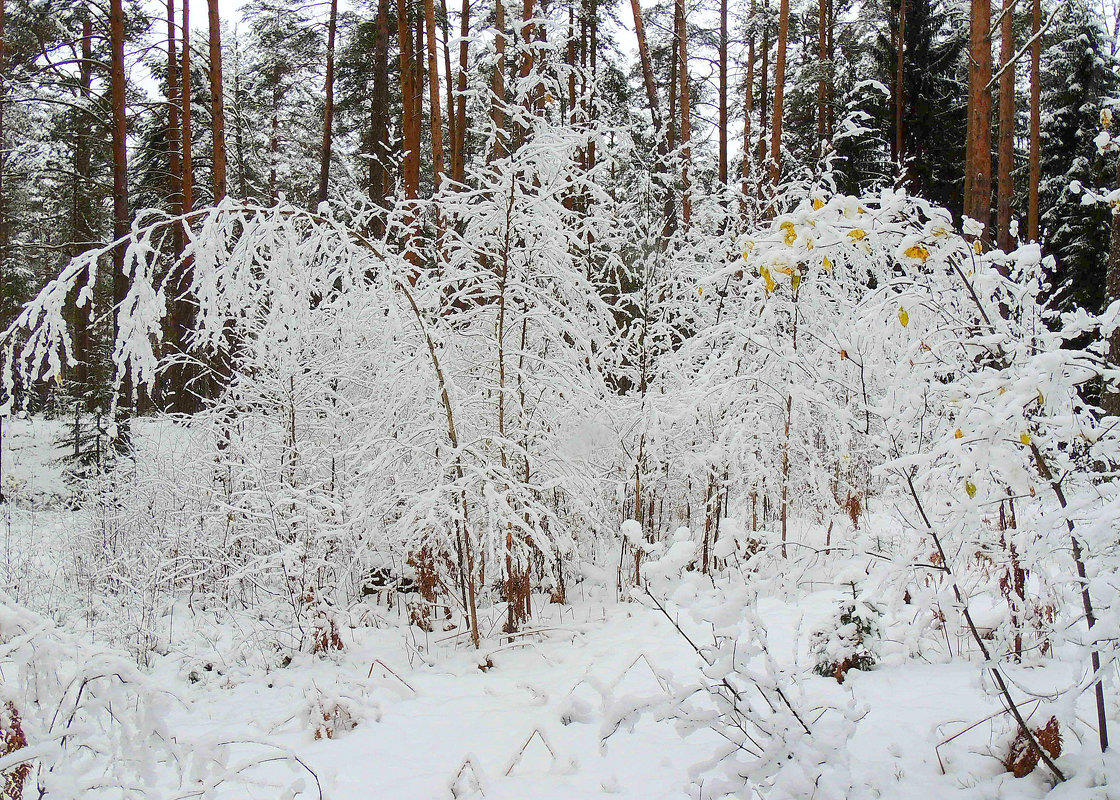 И снова в зимнюю сказку(сегодня в лесу) - Павлова Татьяна Павлова