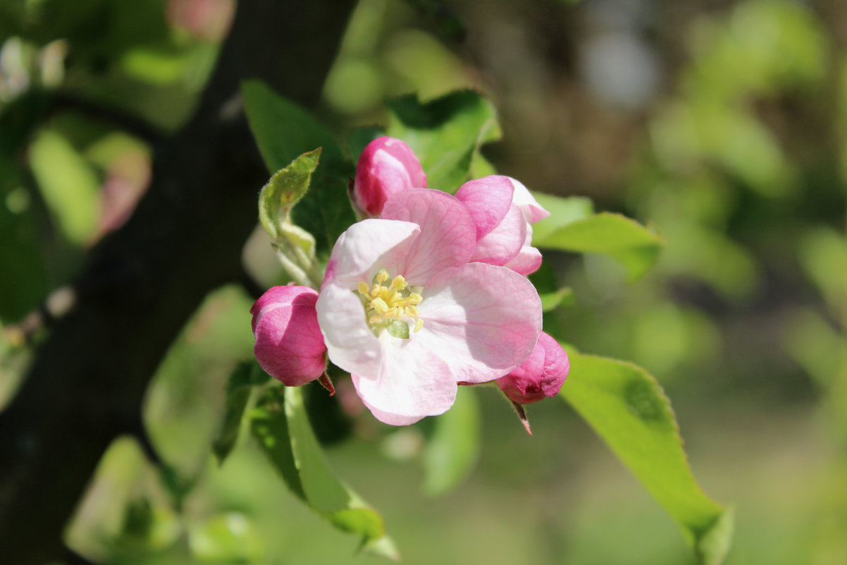 цветок яблони - оксана 