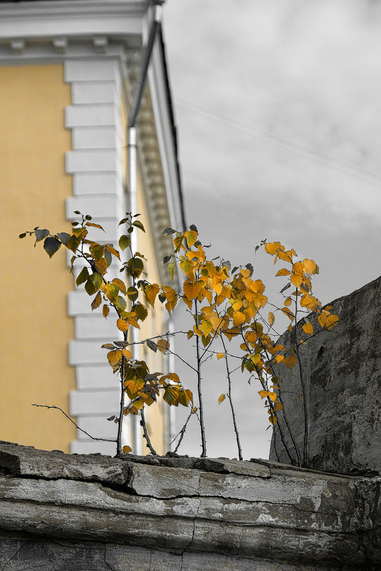 Осень в городе - Юрий 