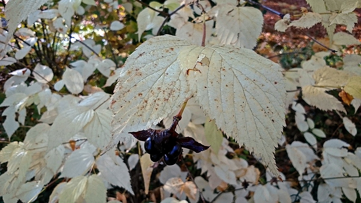 Осенние листья ... - Владимир Икомацких