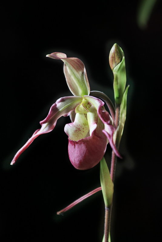 Орхидея рода циприпедиум, Венерин башмачок - Анатолий Шумилин