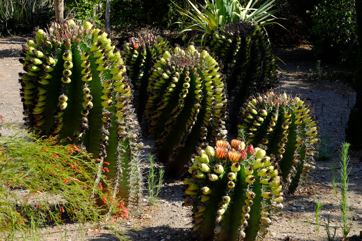 Ферокактусы. Ferocactus herrerae - Александр Деревяшкин